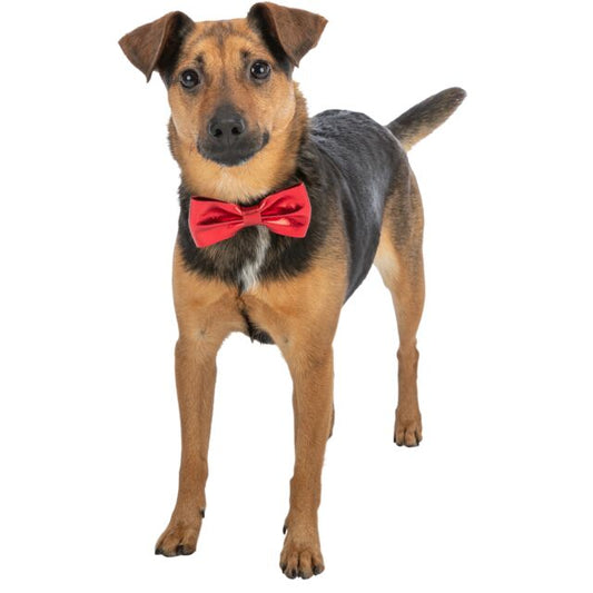 Varlytė. Kalėdinis aksesuaras šuniui