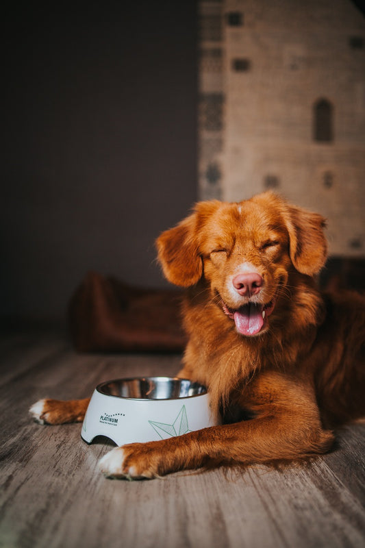 Platinum VetActive hipoalerģiska suņu barība