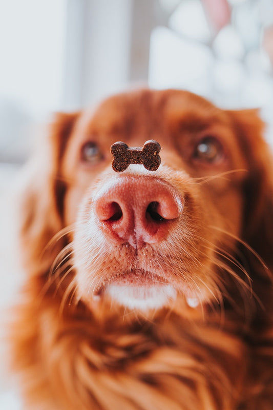 Platinum VetActive Hypoallergenic skanėstai 200 g