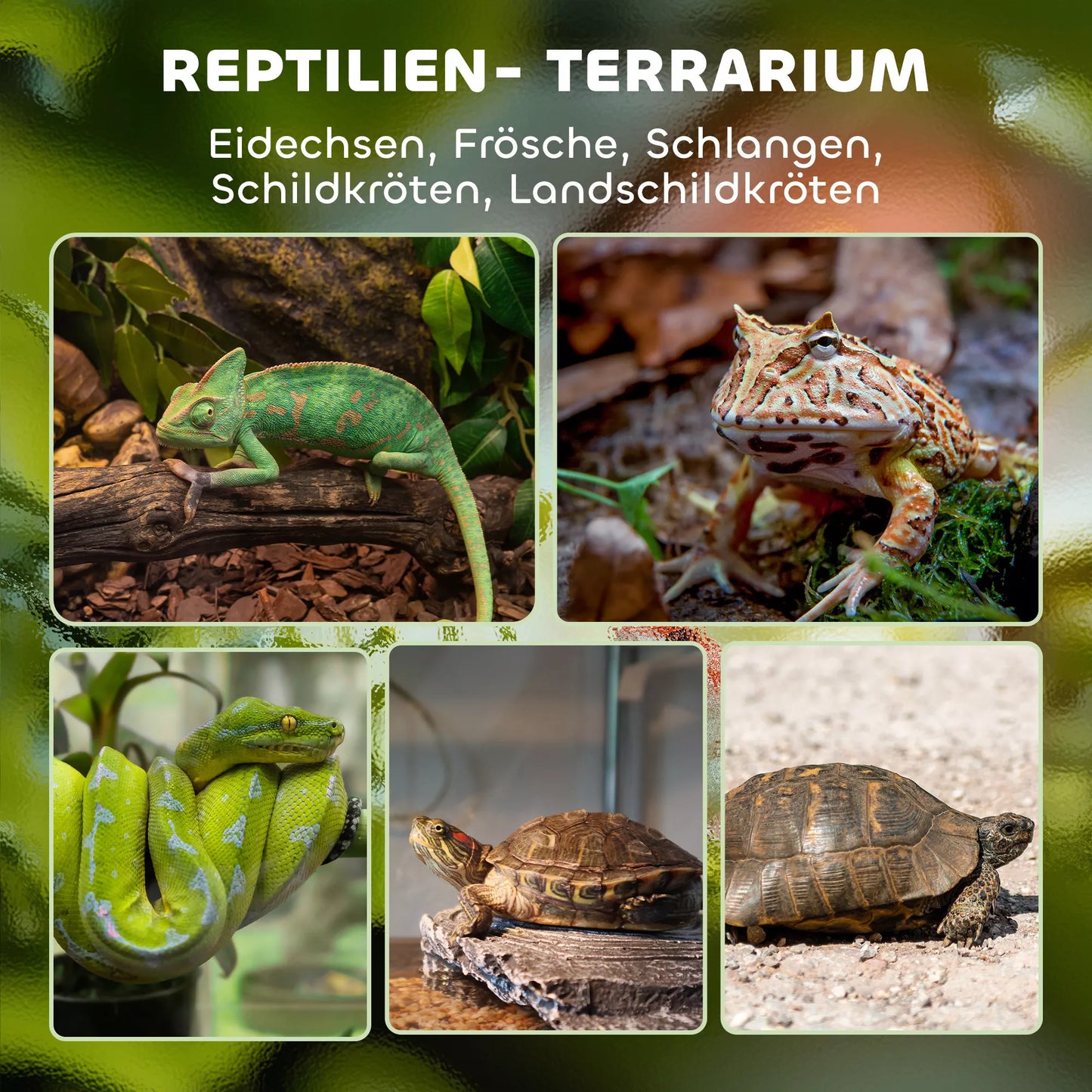 Stiklinis terariumas ropliams, pakeltas ir vandeniui atsparus dugnas, mygtukinė spyna