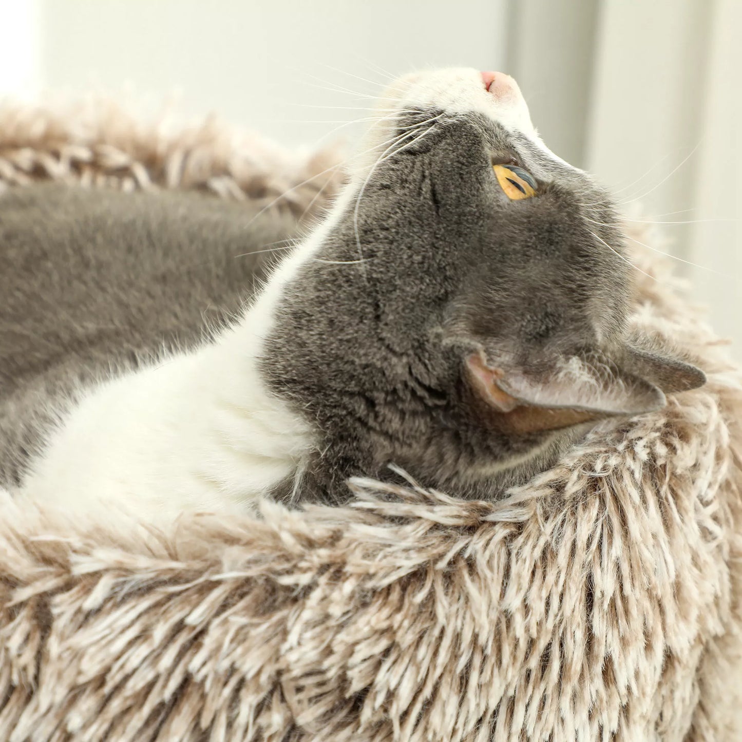 Kačių medis PawHut, 87 cm, kačių bokštelis su storu draskymo stulpeliu, pliušinė lova, skirtas naudoti patalpose, atlaiko iki 6 kg, rudas PawHut