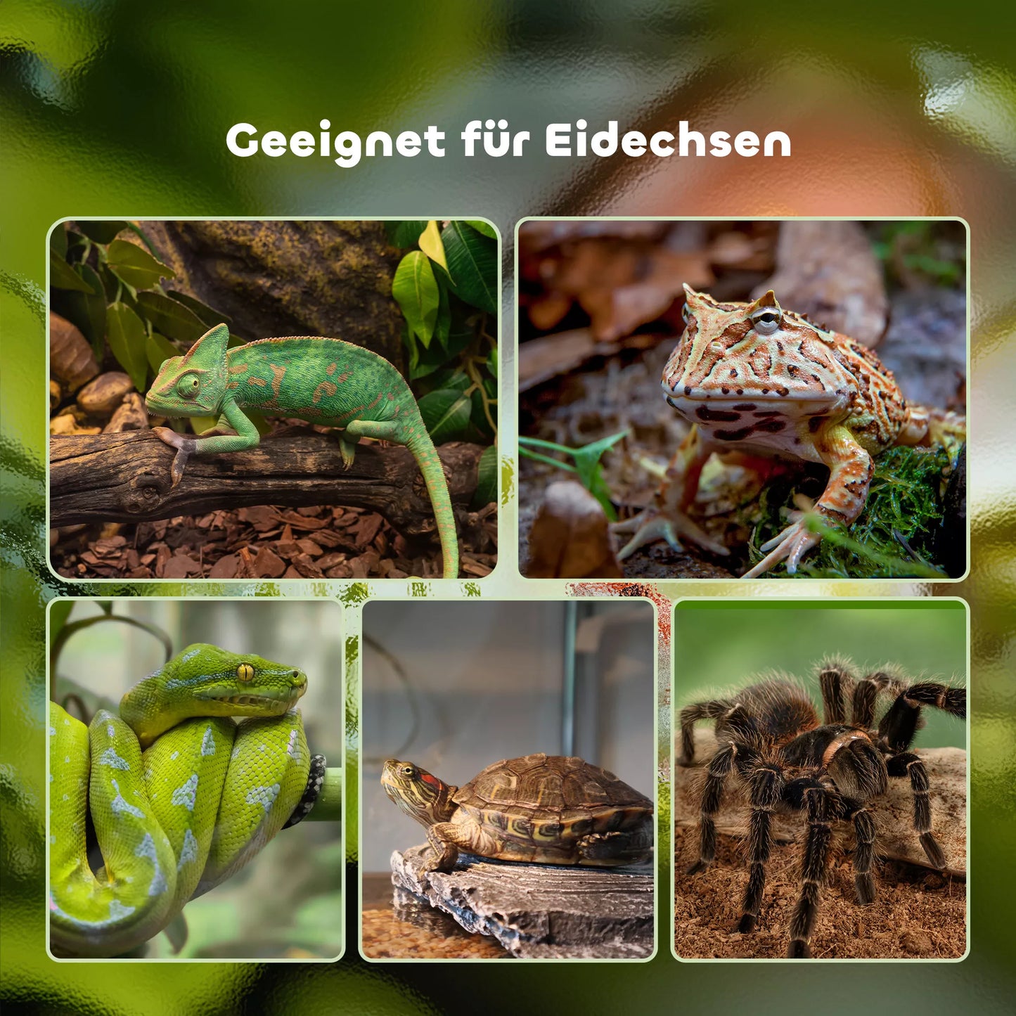 Terariumas ropliams, su juosteliniu termometru, šėrimo durelėmis, 50 cm x 30 cm x 25 cm, stiklas + metalas, juodas