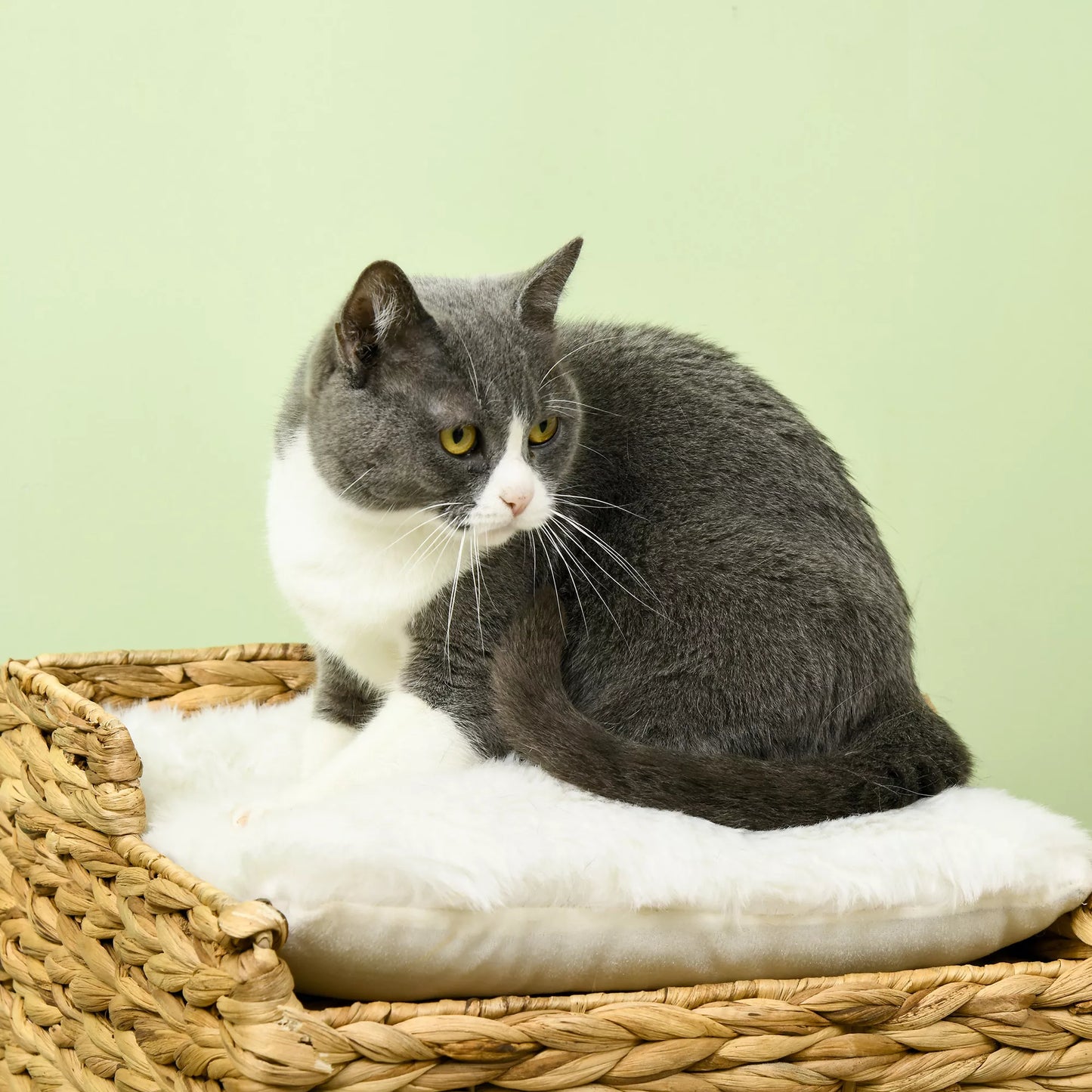 Kaķu gulta no ūdens hiacintes zāles, 2 guļvietas, 2 mazgājami spilveni, dabīga + balta krāsa