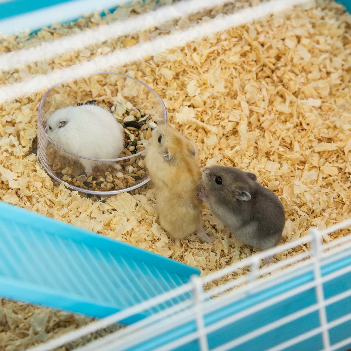 Hamsterio narvas, 5 aukštų graužikų narvas, mažų gyvūnų narvas iš plieninio vielos su bėgimo ratu, rampa, gėrimo buteliuku, maisto dubenėliu, pelės narvas hamsteriams, žiurkėnams 59 x 36 x 69 cm, šviesiai mėlynas + baltas