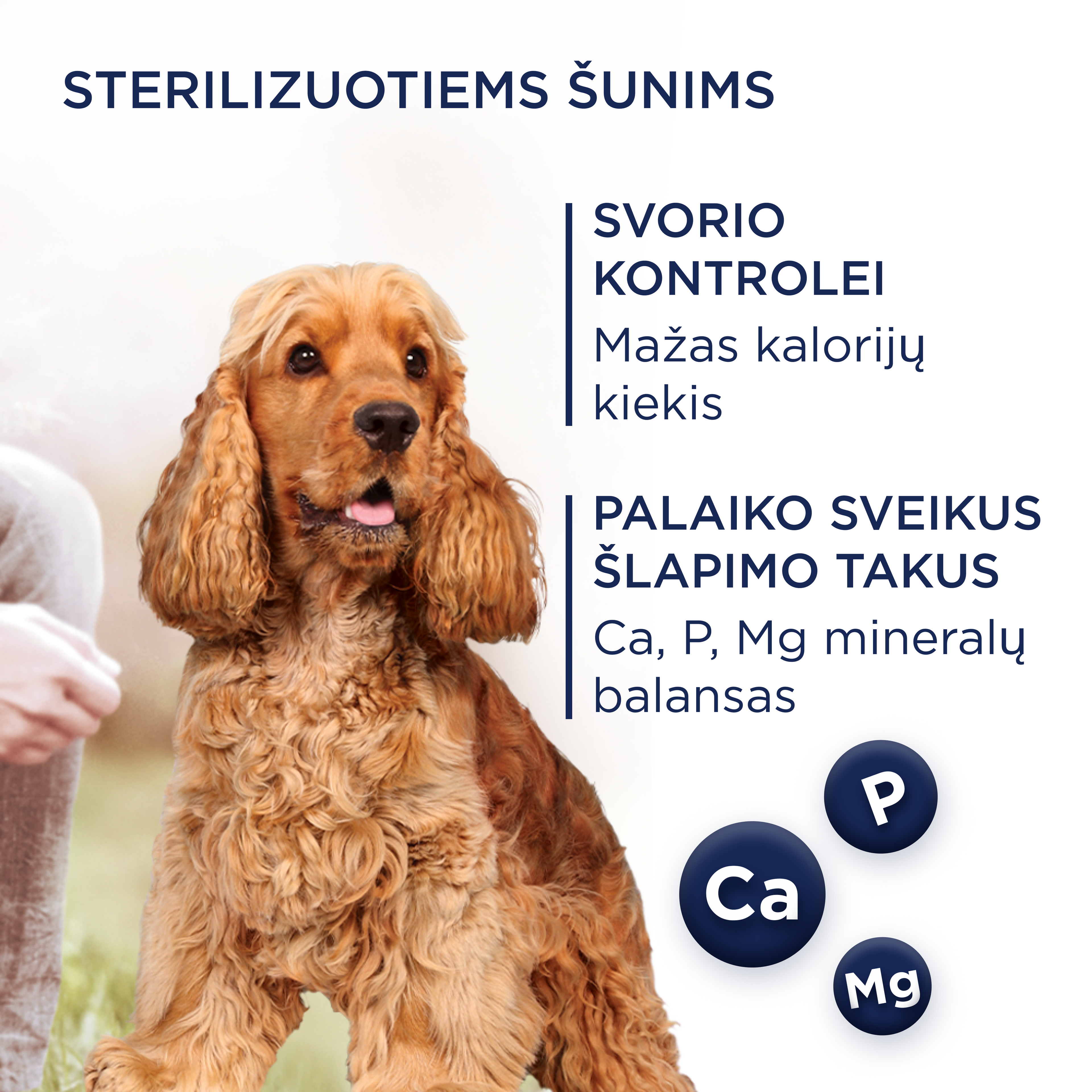 CLUB 4 PAWS Premium svorio kontrolė. Visavertis sausas pašaras suaugusiems vidutinių ir stambių veislių, sterilizuotiems ir turintiems polinkį į nutukimą šunims. Su dideliu kiekiu kalakutienos.